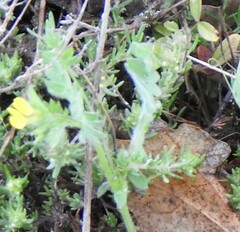 Ornithopus compressus