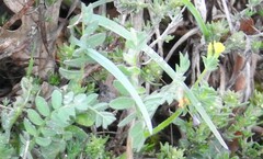 Ornithopus compressus