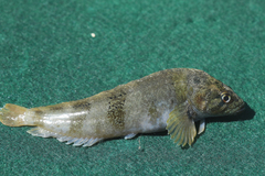 Sad Klipfish photo 1