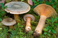 Lactarius fennoscandicus