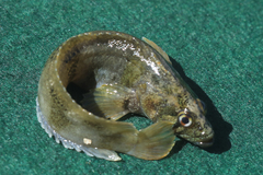 Sad Klipfish photo 2