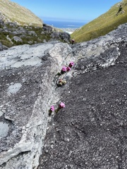 Sonderothamnus petraeus