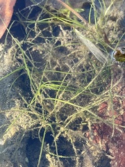 Zannichellia palustris