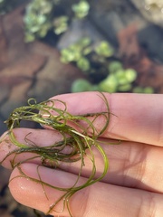 Zannichellia palustris