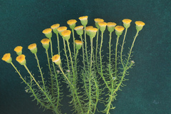 Chrysocoma coma-aurea