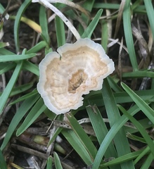 Podoscypha petalodes