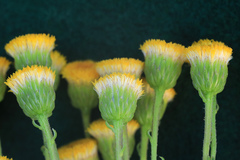 Chrysocoma coma-aurea