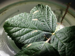 Coptotriche marginea