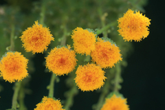 Chrysocoma coma-aurea