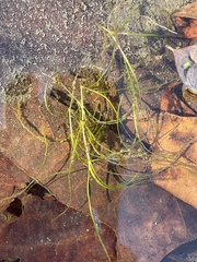 Zannichellia palustris