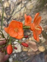 Pillansia templemannii