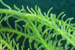 Chrysocoma coma-aurea