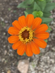 Tithonia rotundifolia