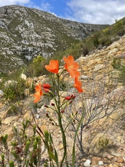 Pillansia templemannii