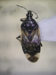 Anthocoridae