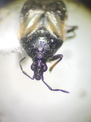 Anthocoridae