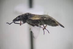 Anthocoridae