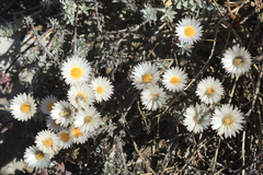Helichrysum retortum