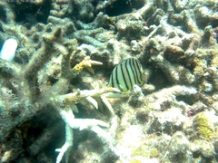 Chaetodon octofasciatus