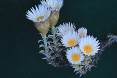 Helichrysum retortum