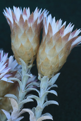 Helichrysum retortum