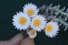 Helichrysum retortum