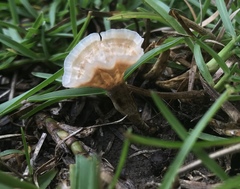 Podoscypha petalodes