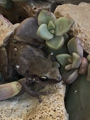 Eleutherodactylus pallidus