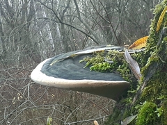 Phellinus nigricans