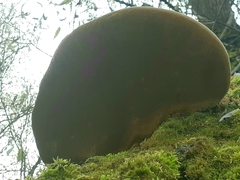 Phellinus nigricans