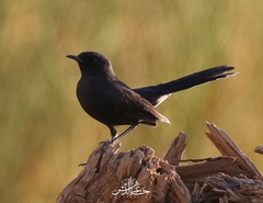 Cercotrichas podobe