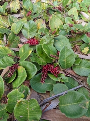 Grevillea laurifolia