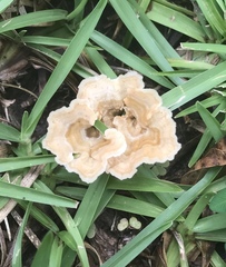 Podoscypha petalodes