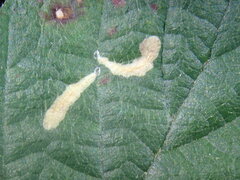 Coptotriche marginea