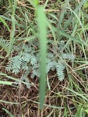 Mimosa nuttallii