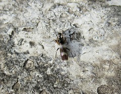 Tachydromia arrogans