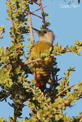 Chloropicus goertae
