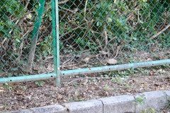 Pterorhinus perspicillatus