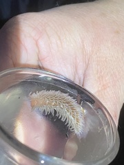 Aeolidia
