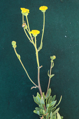Othonna parviflora