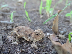 Phrynosoma orbiculare