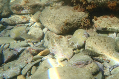 Parablennius sanguinolentus