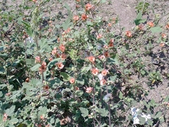 Sphaeralcea bonariensis