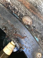 Oroperipatus eisenii