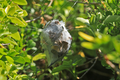 Palystes superciliosus