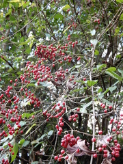 Viburnum luzonicum