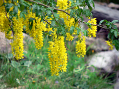 Laburnum