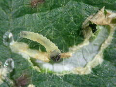 Coptotriche marginea