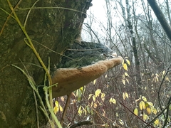 Phellinus nigricans