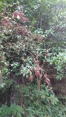 Viburnum luzonicum
